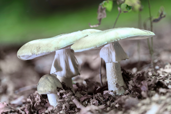 Otrava muchomůrkou zelenou? Získejte odpověď už za hodinu